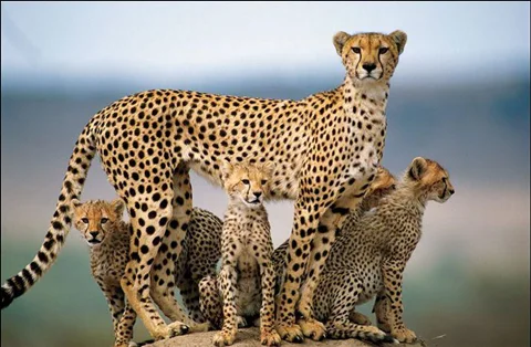 پیدایش ای جی وی