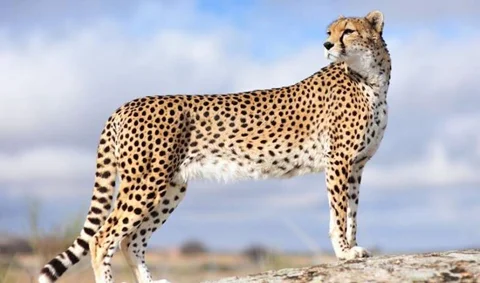 چرا هلدینگ ساختمانی پیگاژنام برند خود را به یوزپلنگ ایرانی یاآسیایی اختصاص داد.